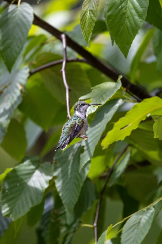 a hummingbird perches in the shade on some leaves