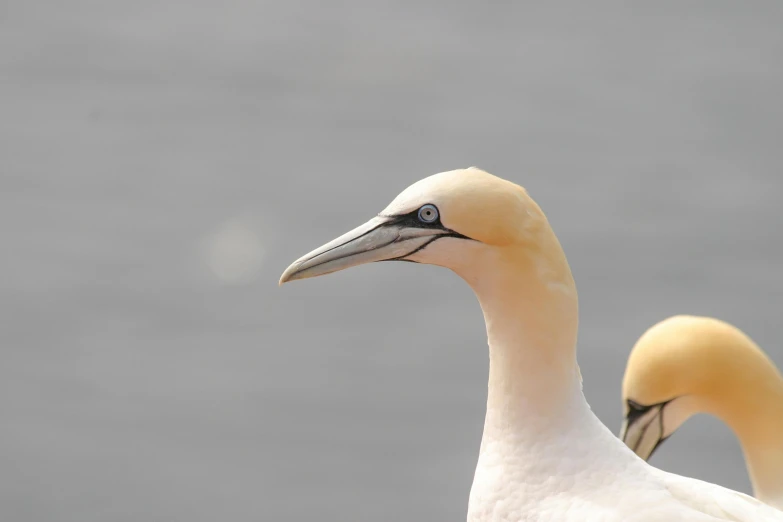 an older duck standing in the sun by itself