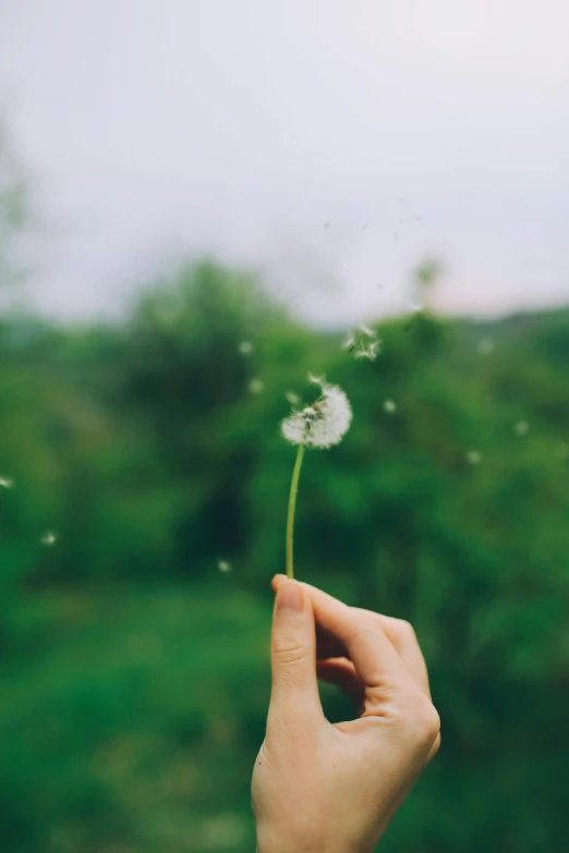 someone holding up their small white dandelion in a field