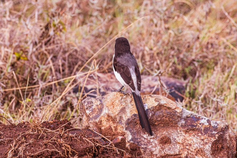 a small bird is standing on a large rock