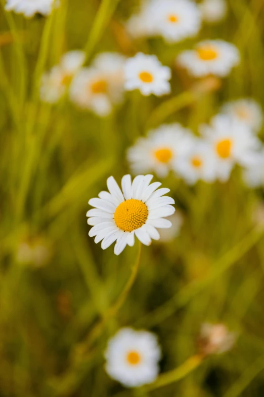 the large group of white daisies is in full bloom