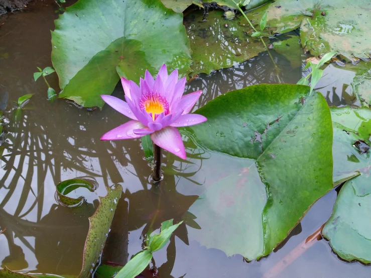 pink lotus or water lily in green pond