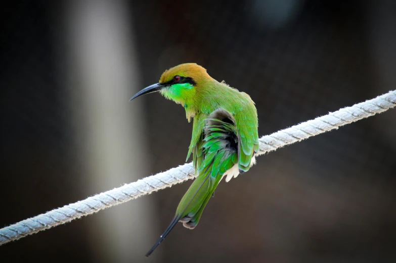 a bird sitting on top of a white rope