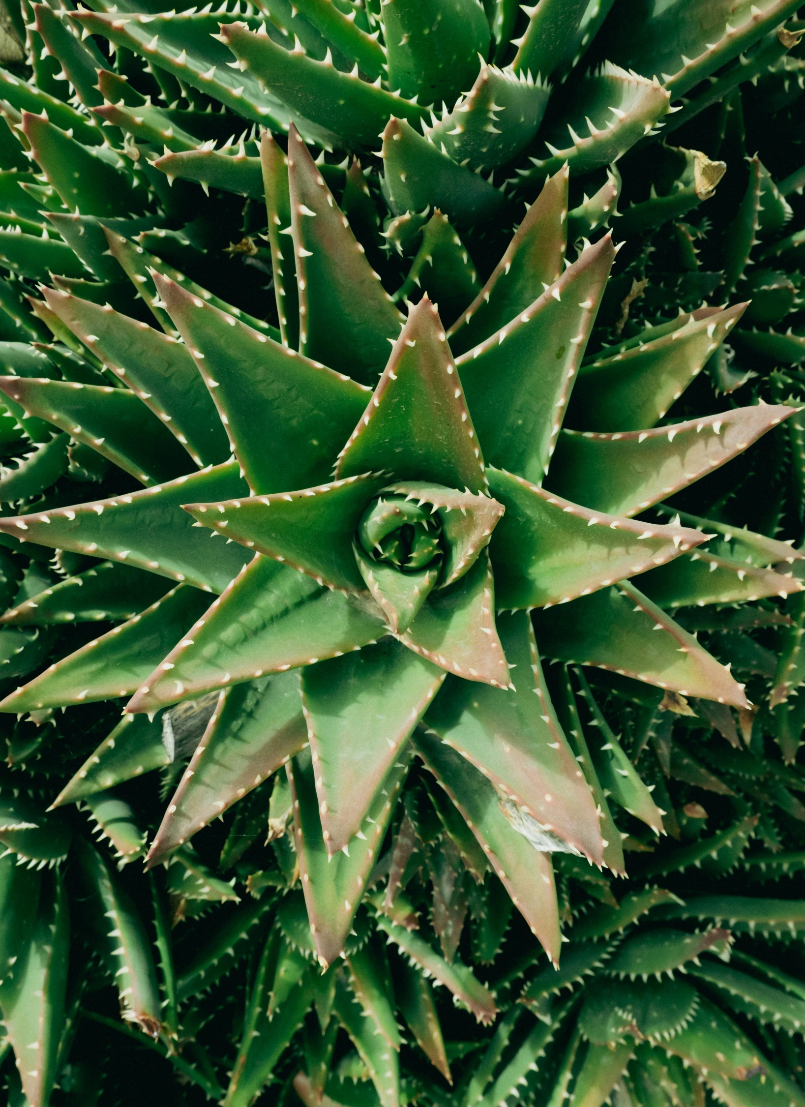 an image of a very nice looking green plant