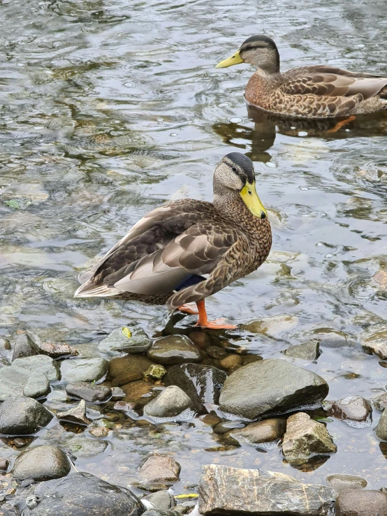 two birds standing on the rocks in the water