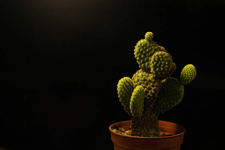 a green cactus sitting in a pot next to a wall