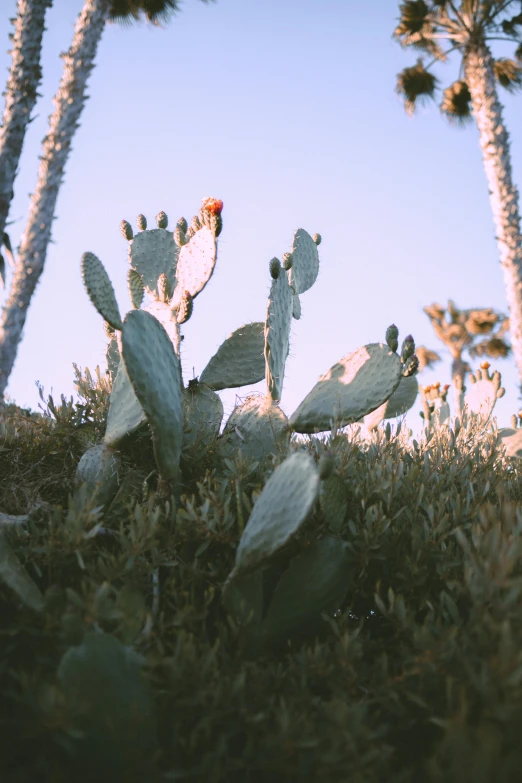 a cactus in the sunlight among some tall palm trees