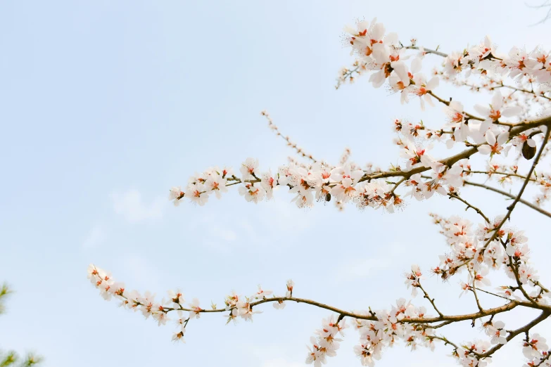 a nch of a flowering tree with white flowers