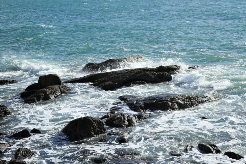 two birds perched on rocks that are in the water