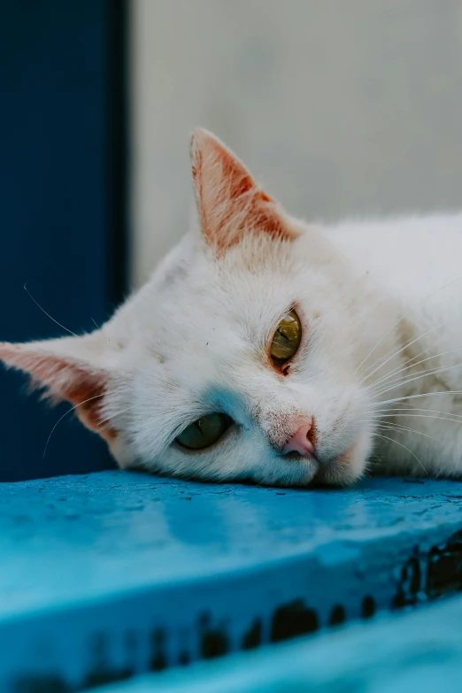 white cat laying down with eyes closed and resting its head on top of a blue book