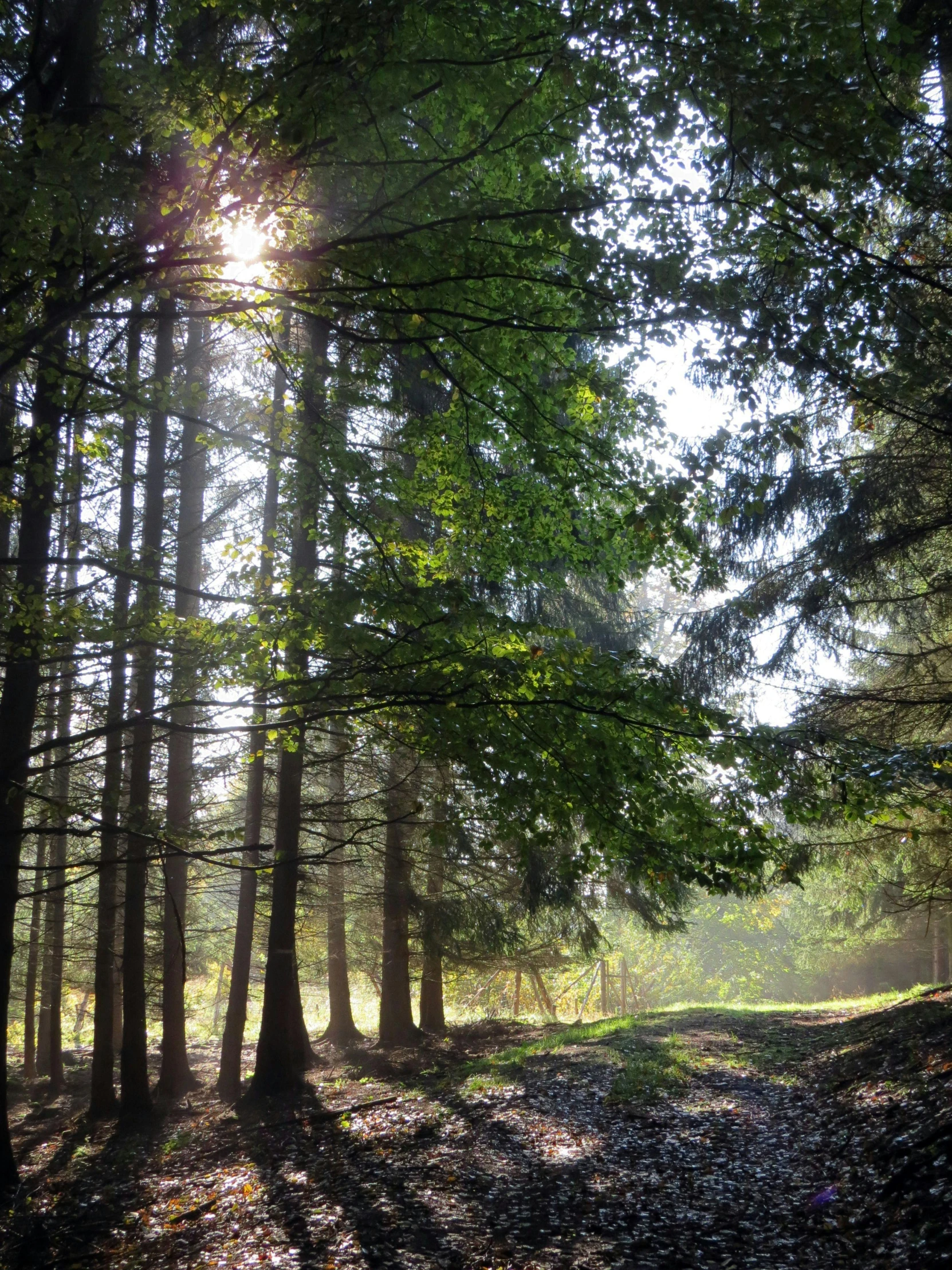 light streams through the trees as they shine through