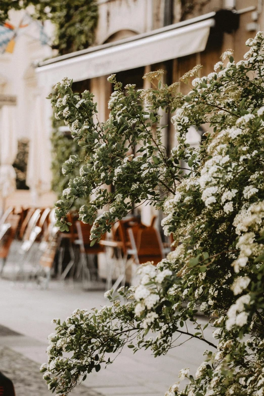 a tree has white flowers in the foreground