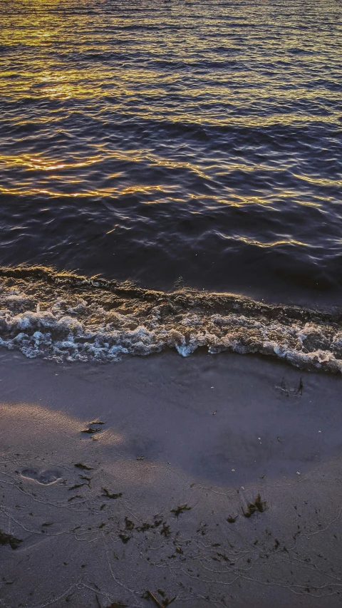 a dog is on the beach at night