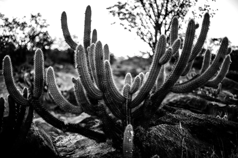 a small cactus stands among rocks in the desert