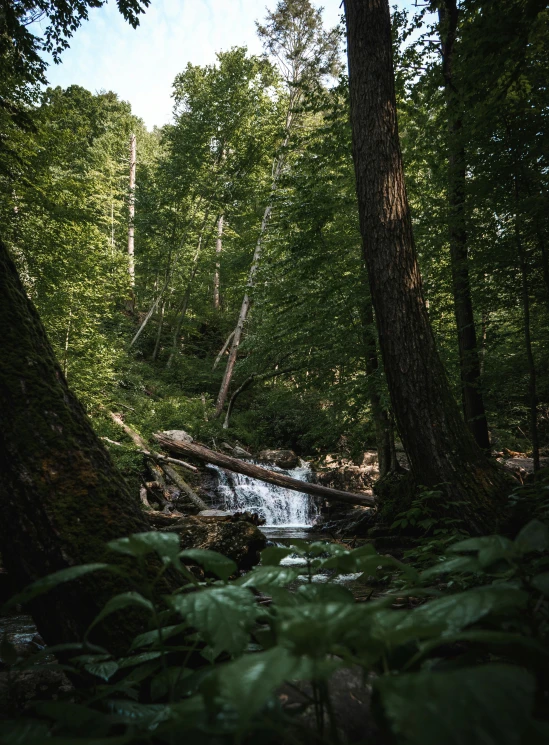 the green ferns cover a path by a stream