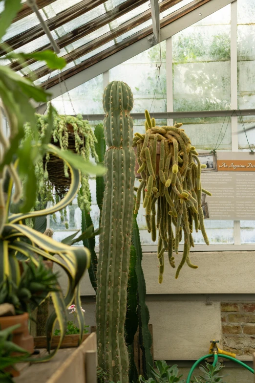 two cactuses in an indoor greenhouse that contains hanging plants