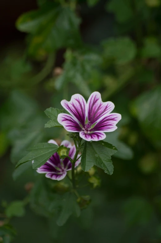 a single purple flower is blooming in the garden