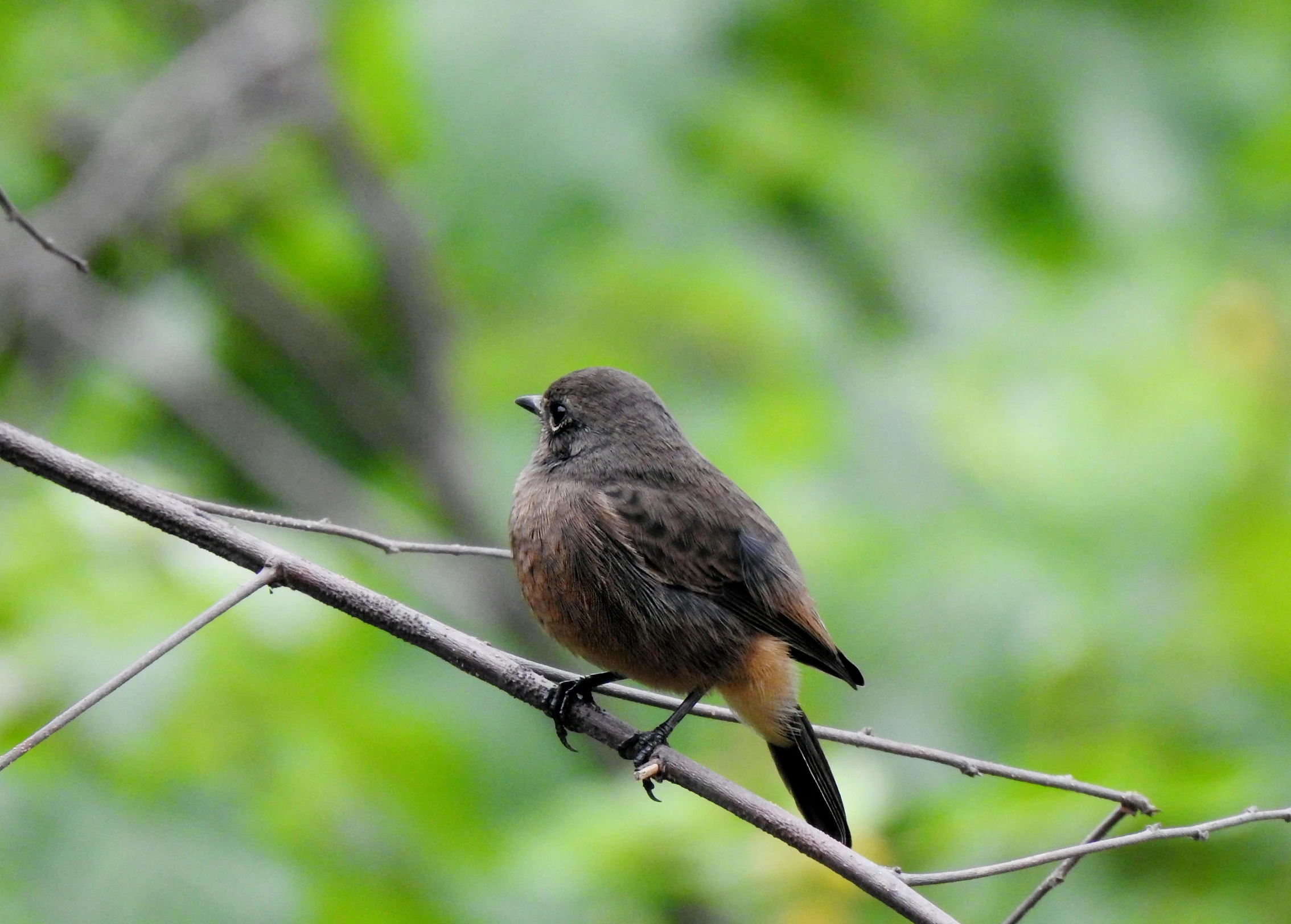 a bird perched on a tree nch during the day