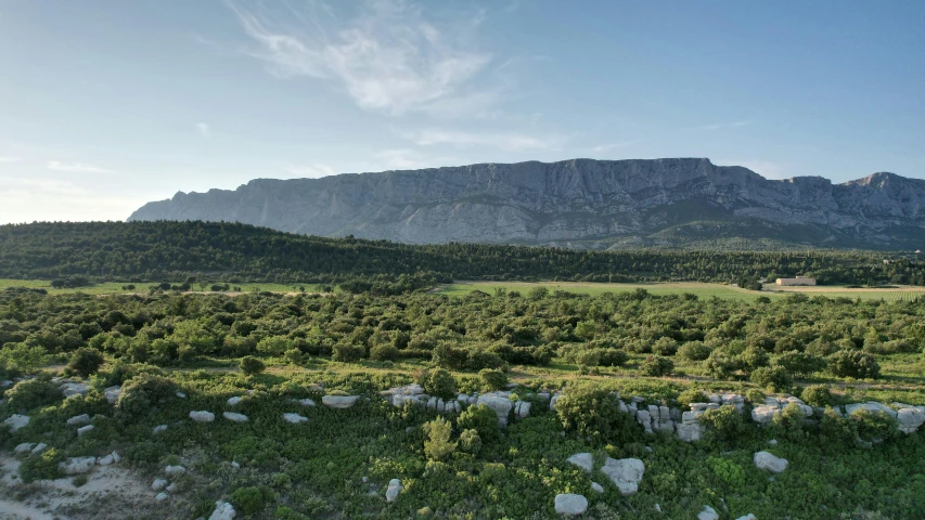 trees with mountain range in the background