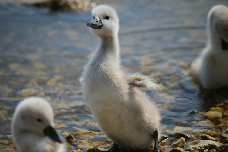 a small group of swans swim along the shore