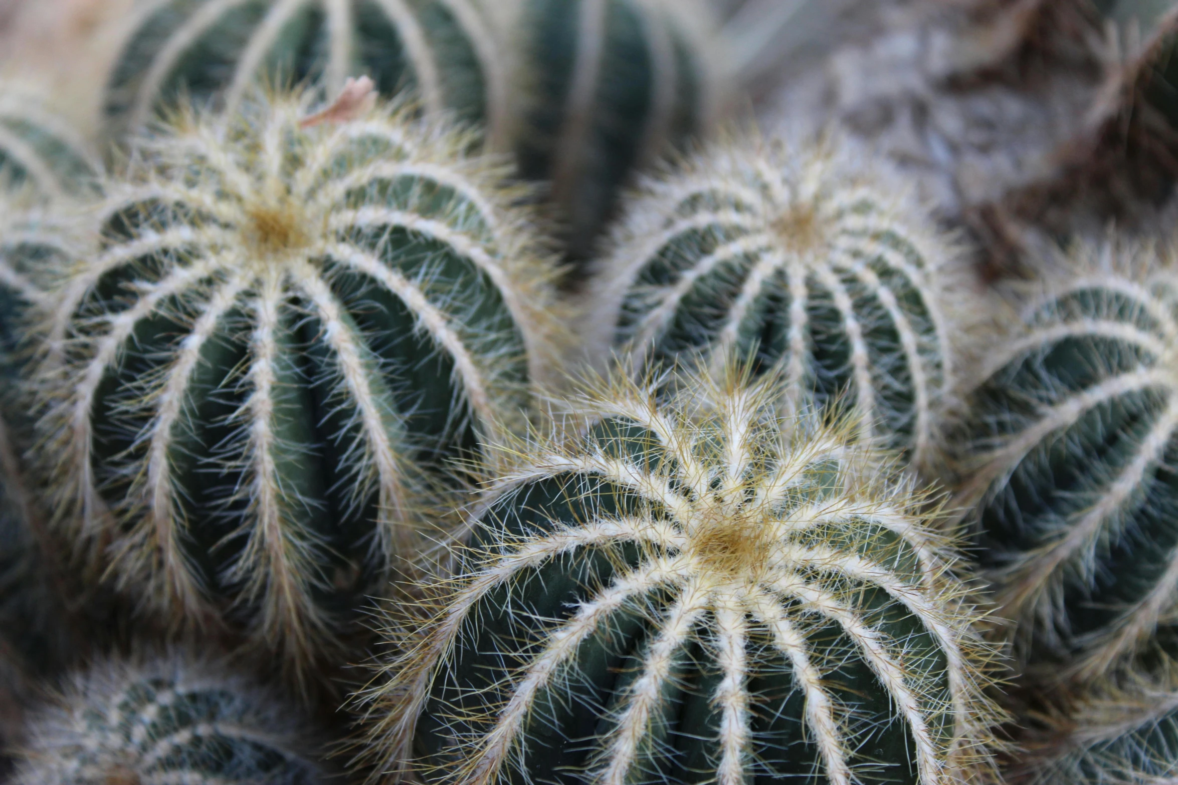 cactuses that are in different stages of growth, such as budding