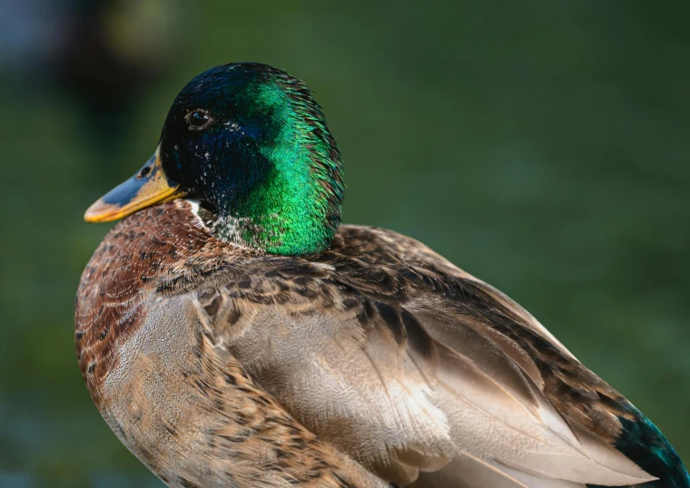 green and black duck sitting on ledge of a building