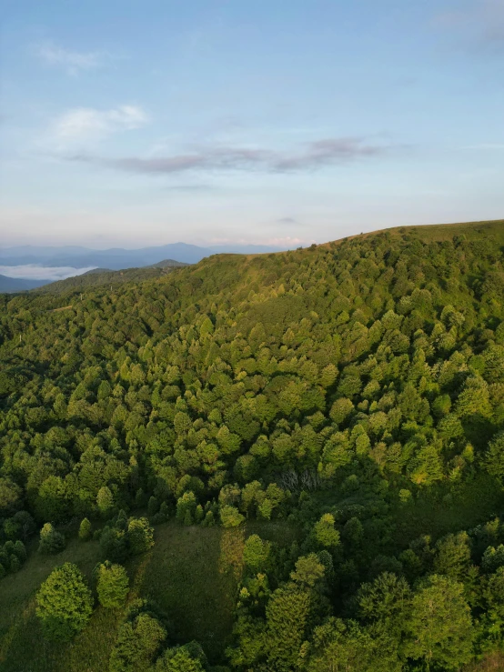 a hill with green trees in the foreground