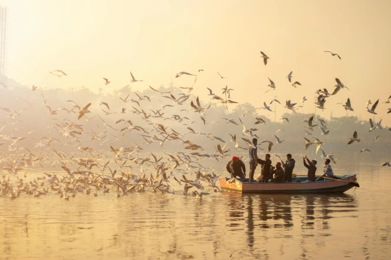 a large flock of birds in the water