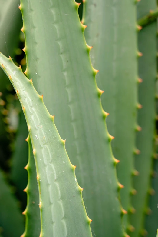 a green plant has small white dots on the leaves