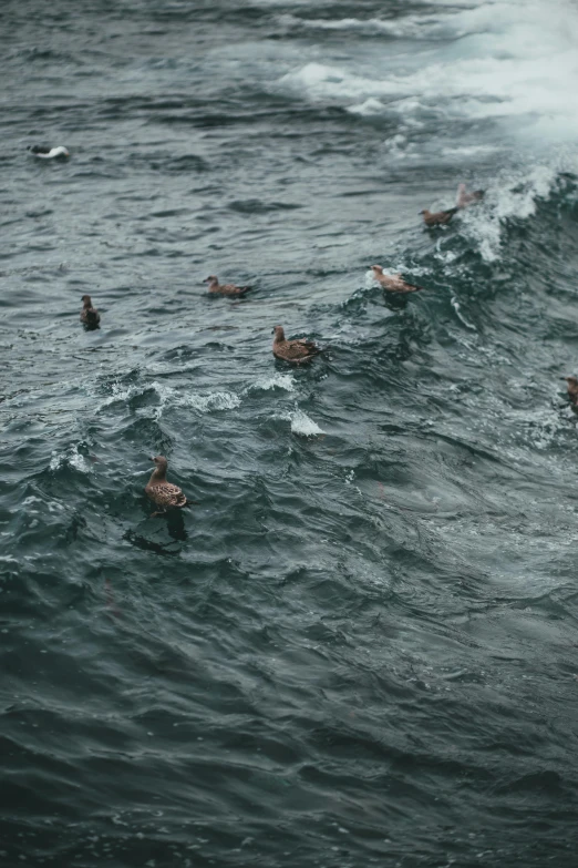 many ducks swimming in the waves of the ocean