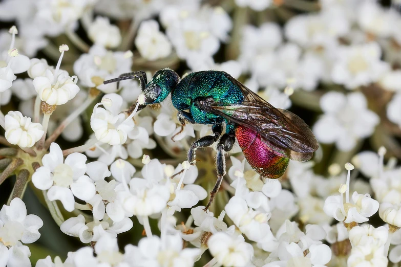 a small colorful fly is sitting on white flowers