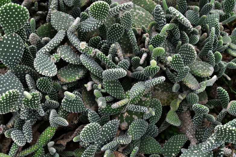 green plants with small leaves growing in the dirt