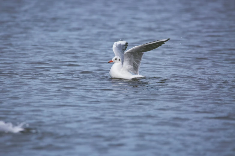 a white seagull with its wings open, dives in a body of water