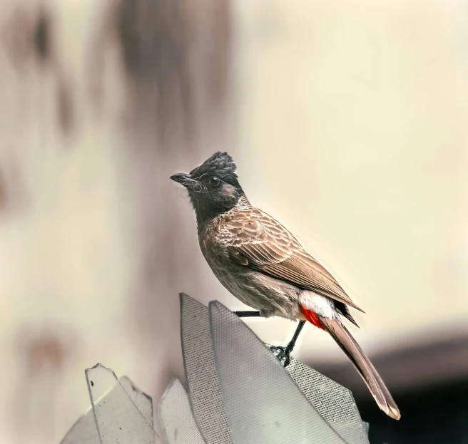 a bird with grey, red and white feathers is perched on the roof of a building