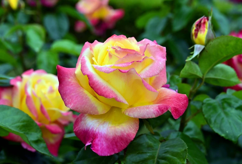 closeup of a yellow and pink rose on green leaves