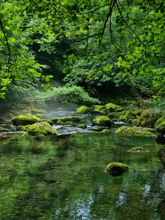 a river running through a lush green forest