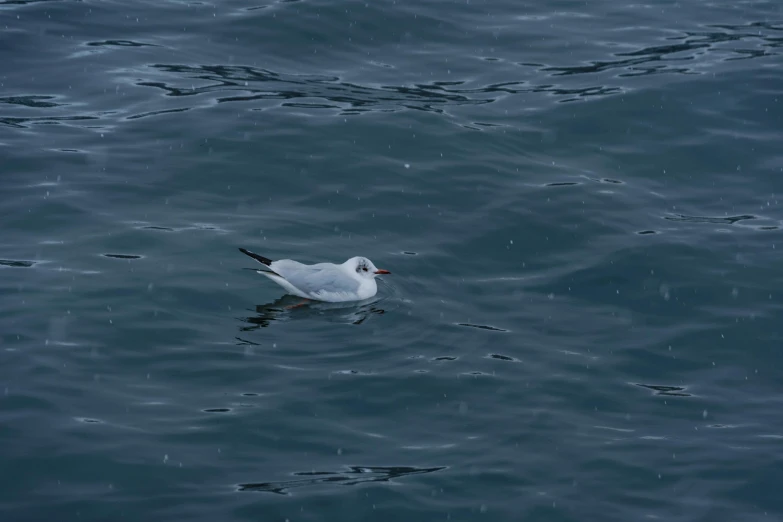 a seagull sitting in the water near the shore