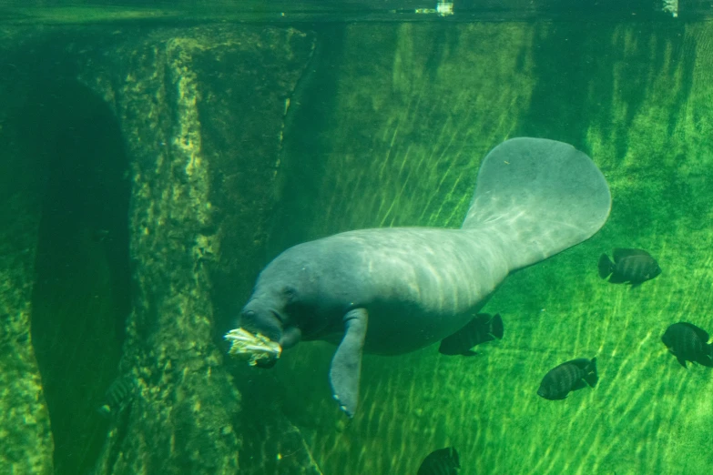 an image of an underwater po of a seal that is on the ground