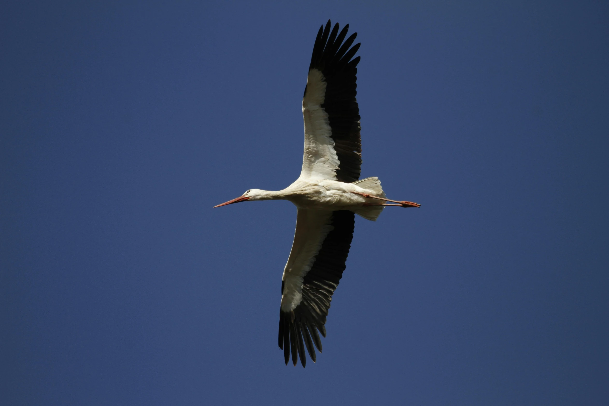 a white bird is flying through the blue sky