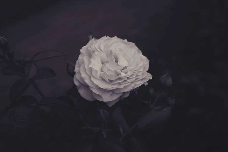 an up close picture of a pink rose