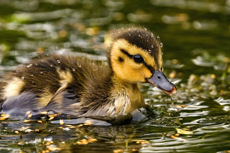 a baby duck swims through the water and leaves