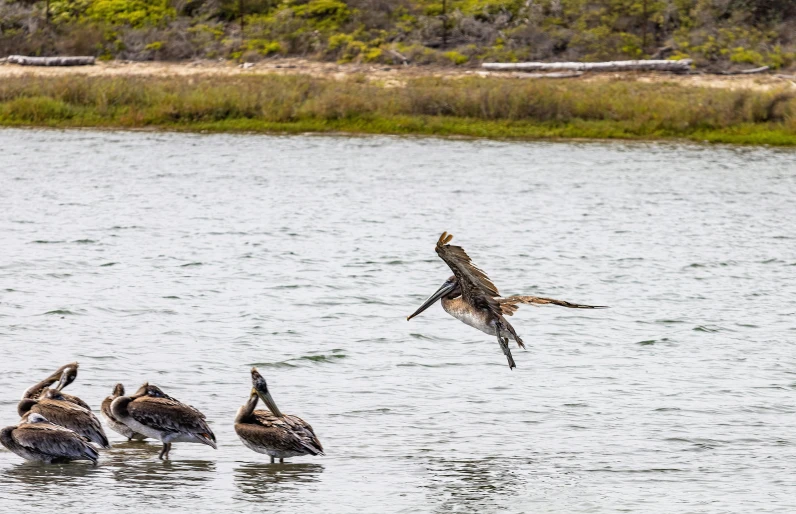 the pelicans are waiting to cross the water