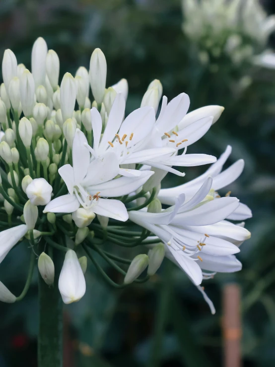 white flower petals and buds are seen in this po