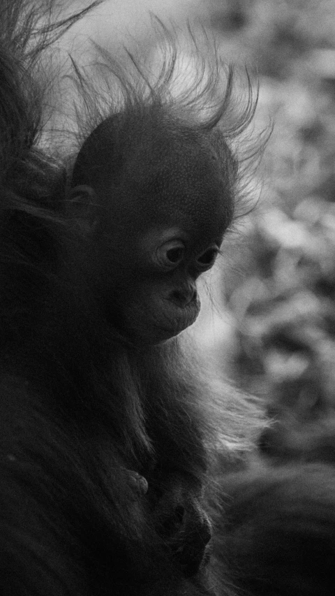 a baby monkey in black and white with long hair