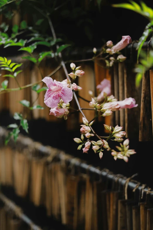 a nch with flowers on the end and leaves in the back