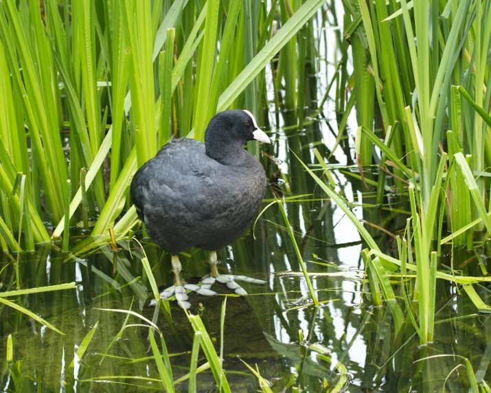 a bird stands in the water near a field