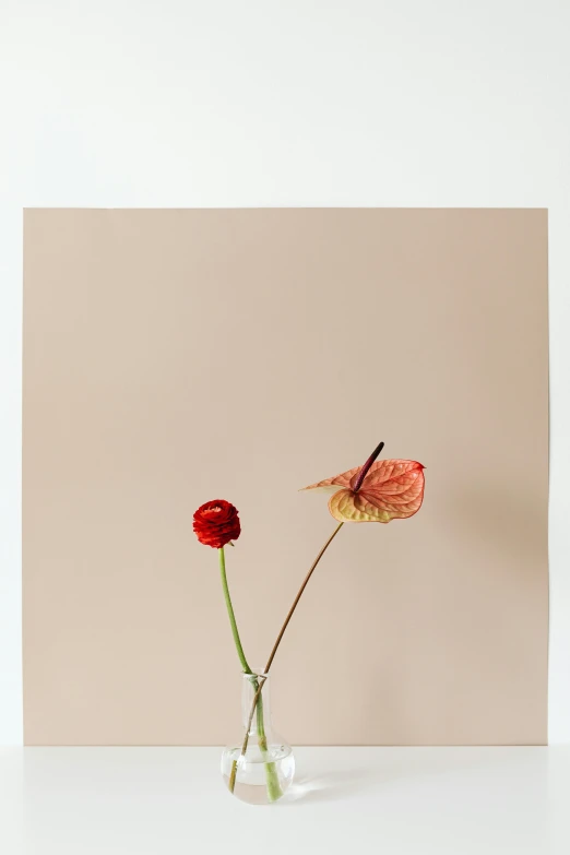 three flowers in a glass vase with a white surface behind them