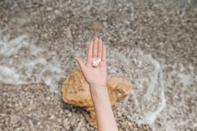 a hand is holding a seashell on the beach