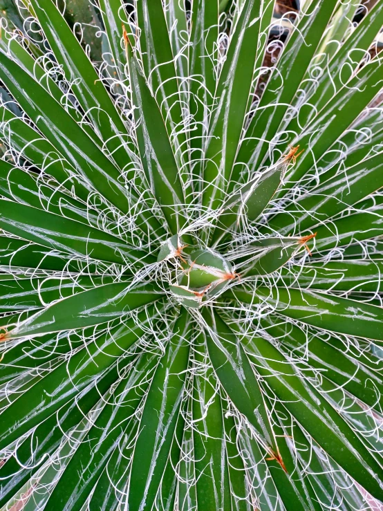 a plant with many leaves that are covered in water