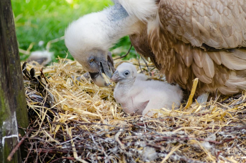 a large bird feeding a tiny baby in a nest